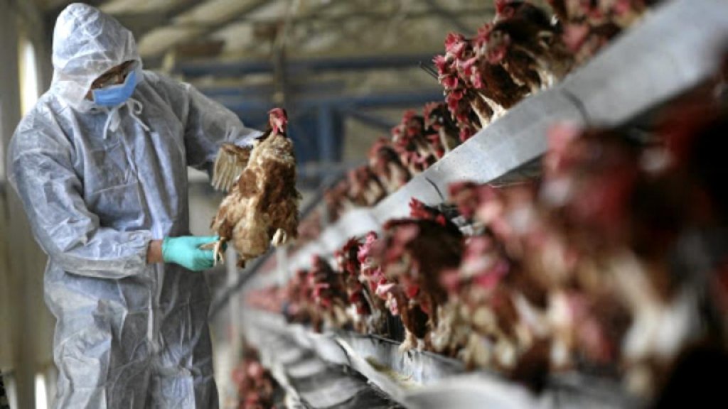 China a raportat primul caz din lume de gripă aviară H10N3 la om