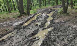 Potecile din Făget, făcute praf de tăietorii de lemne și off-road-iști: "Se pare că fiecare face cam ce vrea"