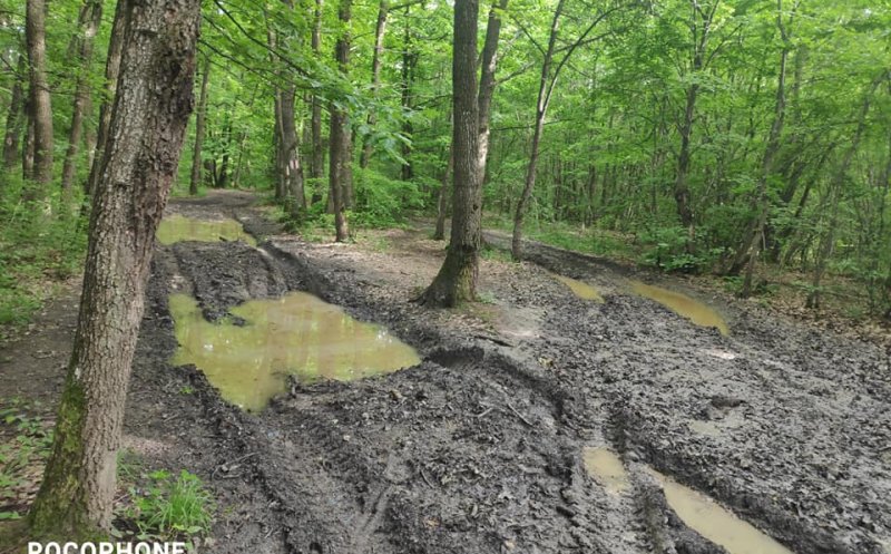 Potecile din Făget, făcute praf de tăietorii de lemne și off-road-iști: "Se pare că fiecare face cam ce vrea"