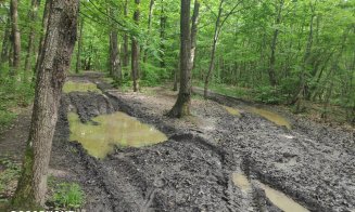 Potecile din Făget, făcute praf de tăietorii de lemne și off-road-iști: "Se pare că fiecare face cam ce vrea"