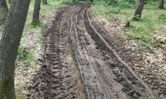 Potecile din Făget, făcute praf de tăietorii de lemne și off-road-iști: "Se pare că fiecare face cam ce vrea"