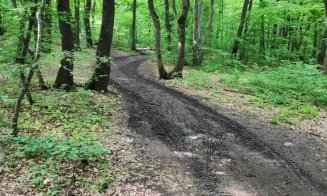 Potecile din Făget, făcute praf de tăietorii de lemne și off-road-iști: "Se pare că fiecare face cam ce vrea"