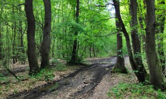 Potecile din Făget, făcute praf de tăietorii de lemne și off-road-iști: "Se pare că fiecare face cam ce vrea"