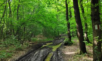 Potecile din Făget, făcute praf de tăietorii de lemne și off-road-iști: "Se pare că fiecare face cam ce vrea"
