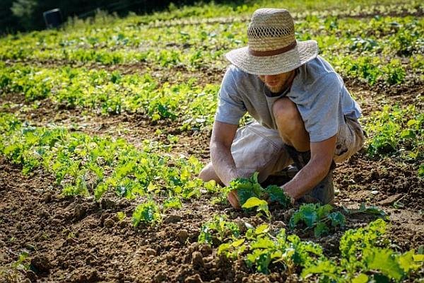 Ce salar pot lua în Italia românii sezonieri care muncesc în agricultură