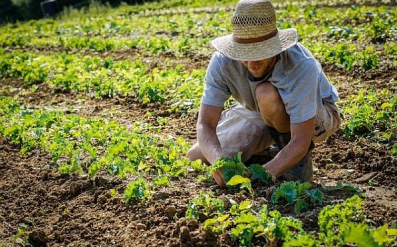Ce salar pot lua în Italia românii sezonieri care muncesc în agricultură