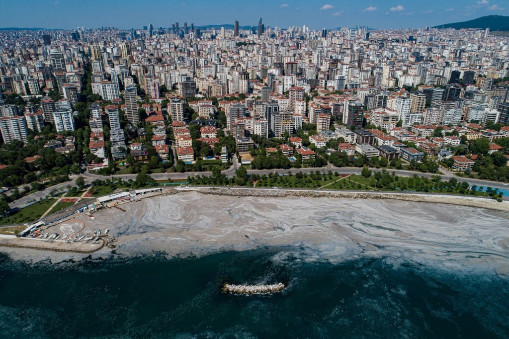 Mâzga marină a ajuns de pe plajele Turciei, în nordul Greciei