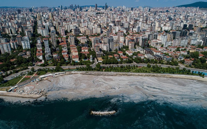 Mâzga marină a ajuns de pe plajele Turciei, în nordul Greciei