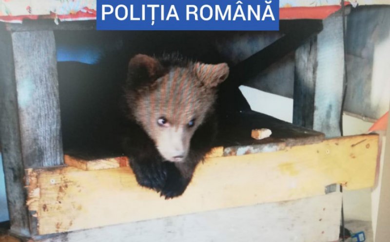 Bătaia de joc a românilor faţă de animalele patriei. Pui de urs ținut captiv la Borșa. Au fost găsite şi 40 de kilograme de carne de urs