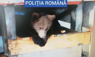 Bătaia de joc a românilor faţă de animalele patriei. Pui de urs ținut captiv la Borșa. Au fost găsite şi 40 de kilograme de carne de urs