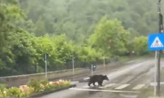 Ursul trece pe zebră în România! Imaginile au devenit virale