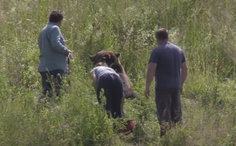 Urs lovit în plin de mașină pe un drum din Cluj. Veterinarii au decis să-l eutanasieze