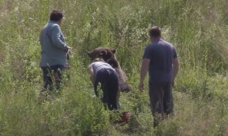 Urs lovit în plin de mașină pe un drum din Cluj. Veterinarii au decis să-l eutanasieze