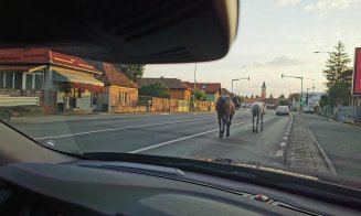 Clujul, ca-n Vestul Sălbatic. Caii fluidizează traficul din Floreşti