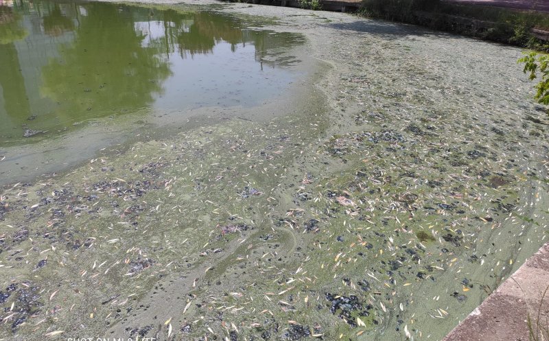 Vegetație și miros urât pe lacul din Gheorgheni. RADP: "Este curățat zilnic. Este, totuși, un lac viu, nu este un lac de cleștar"