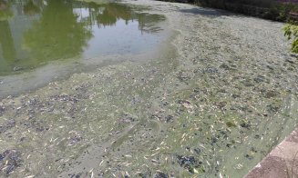 Vegetație și miros urât pe lacul din Gheorgheni. RADP: "Este curățat zilnic. Este, totuși, un lac viu, nu este un lac de cleștar"