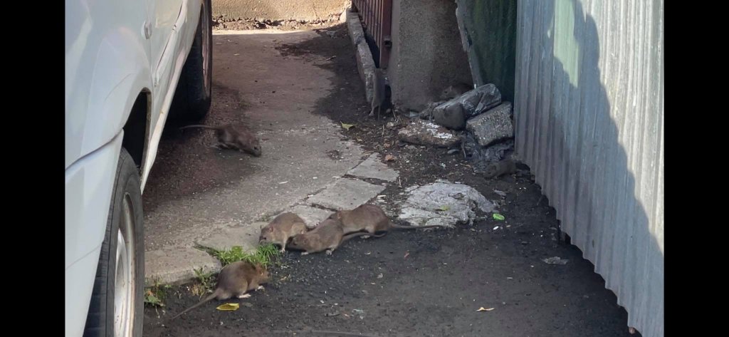 Șobolani ca-n București într-un cartier din Cluj-Napoca. "Bine că centrul e de 5 stele"