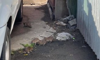 Șobolani ca-n București într-un cartier din Cluj-Napoca. "Bine că centrul e de 5 stele"