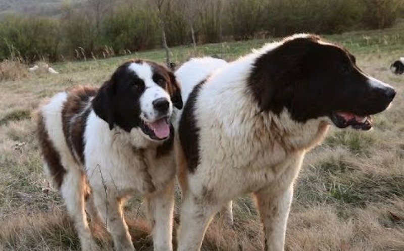 Cioban găsit mort pe un câmp din judeţul Cluj. Câinii de la stână au păzit cadavrul stăpânului ore în şir