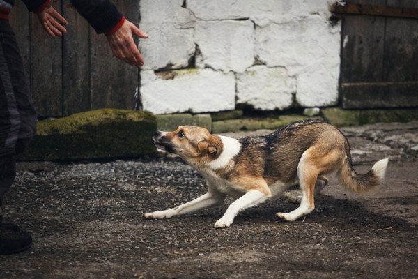 Județul Cluj are regulament pentru adăpostirea animalelor aflate în pericol. Ce prevede acesta