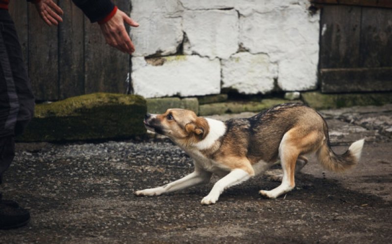 Județul Cluj are regulament pentru adăpostirea animalelor aflate în pericol. Ce prevede acesta