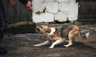 Județul Cluj are regulament pentru adăpostirea animalelor aflate în pericol. Ce prevede acesta