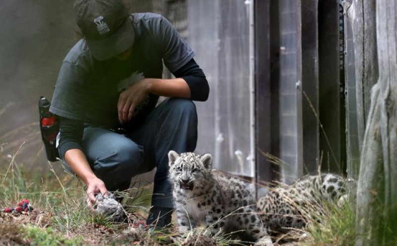 O grădină zoologică a început vaccinarea anti-COVID a animalelor