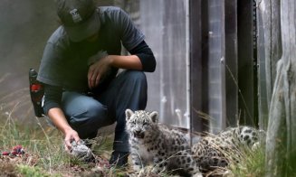 O grădină zoologică a început vaccinarea anti-COVID a animalelor
