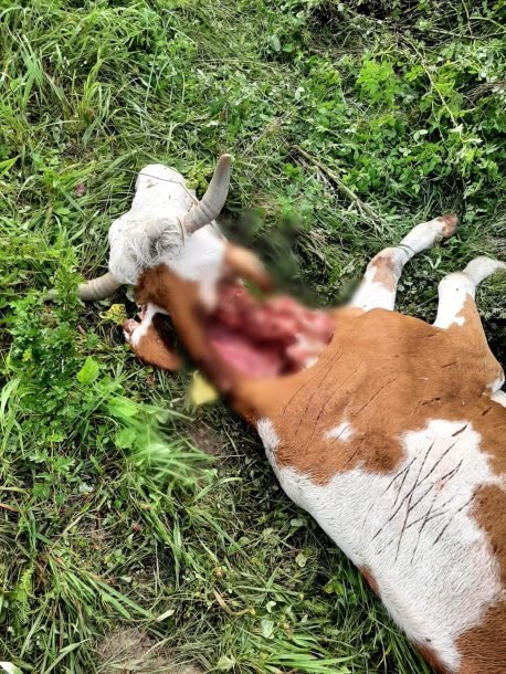 Urşii au dat atacul la o fermă din Cluj. Au sfâşiat o vacă şi au rănit alte câteva