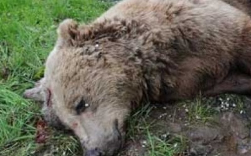 Urs lăsat să moară pe marginea unui drum forestier din Cluj. Se fac cercetări privind uciderea animalelor cu intenție