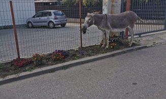 Un măgar pofticios a lăsat fără flori o stradă din Florești