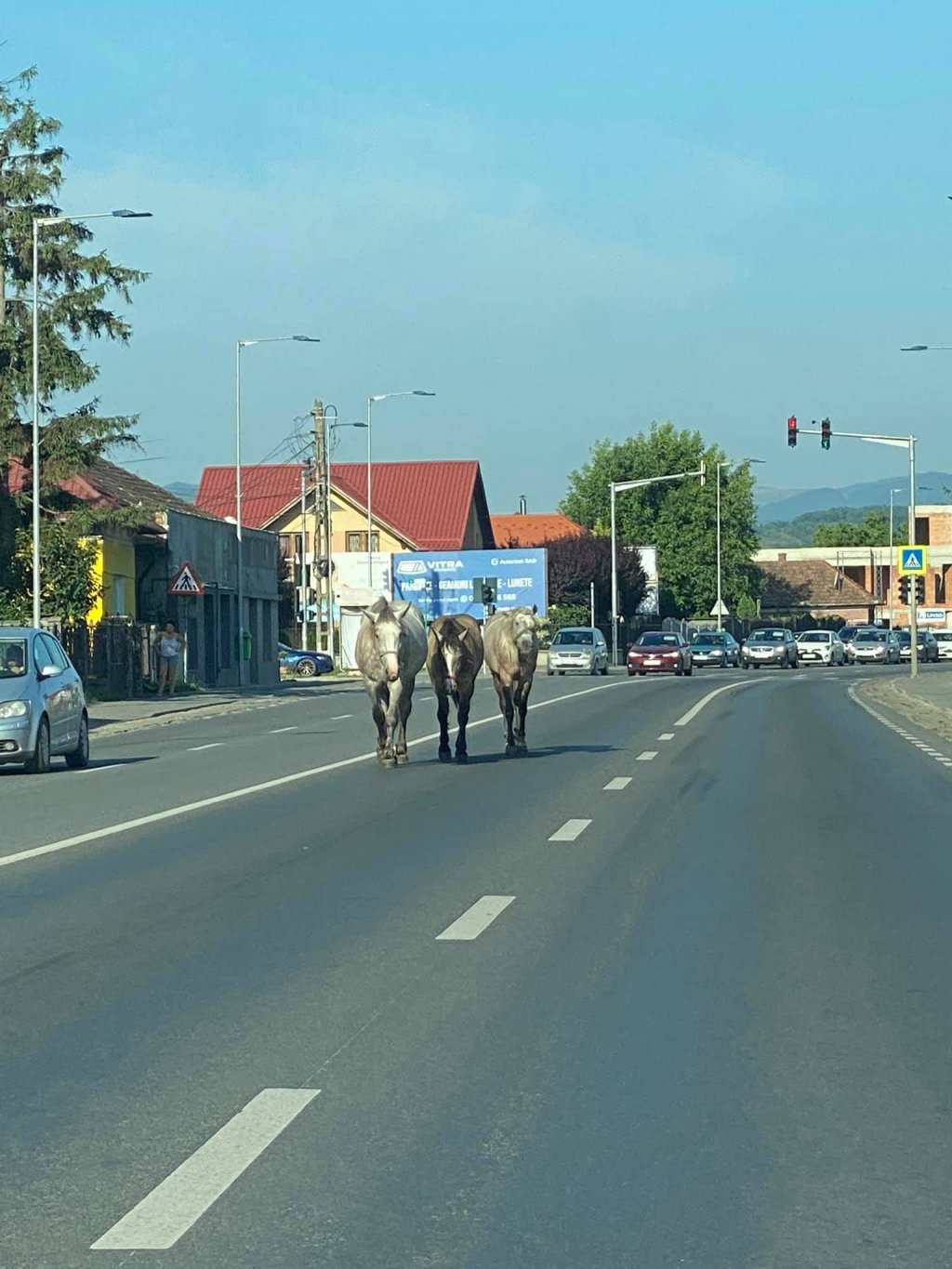 Caii din Florești, la plimbarea de dimineață. Subiect de bancuri pentru internauți: „Eu zic să ne bucurăm totuși, alții au urși” / „Pariez pe cel alb”