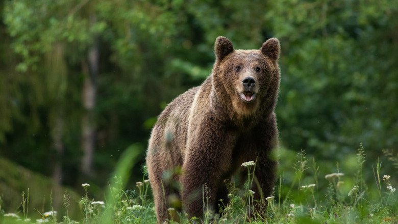 Urșii agresivi vor fi împușcați! Guvernul a adoptat OUG privind procedurile de intervenție
