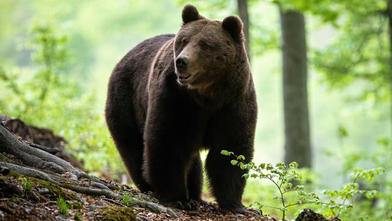 Unul dintre cei trei bărbați atacați de urs a a fost găsit mort. Tânărul de 26 de ani fugise în pădure de frică