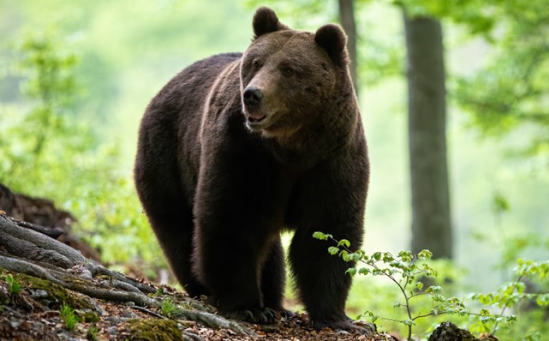 Unul dintre cei trei bărbați atacați de urs a a fost găsit mort. Tânărul de 26 de ani fugise în pădure de frică