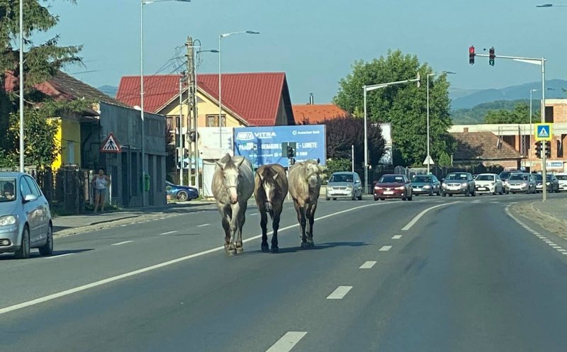 Amenzi usturătoare pentru stăpânii animalelor lăsate nesupravegheate prin Florești