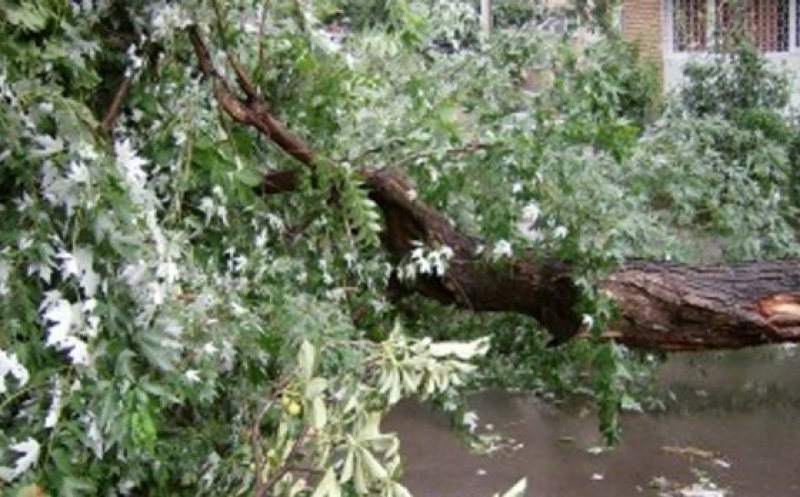 VIJELIA UCIDE: O fetiţă de 5 ani a murit după ce un copac doborât de furtună a căzut peste ea