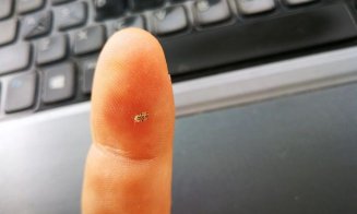 Cum să ne apărăm de tigrul platanului. Există două specii, ambele se găsesc în Cluj