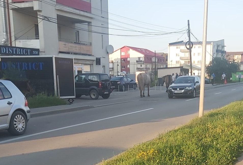 De frica amenzilor, caii din Floreşti au învăţat să circule pe trotuar