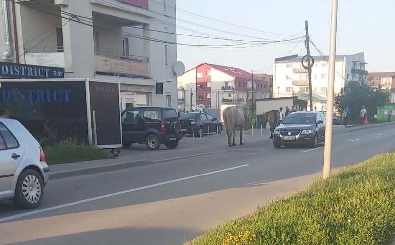 De frica amenzilor, caii din Floreşti au învăţat să circule pe trotuar