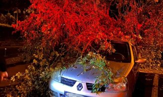 Un copac doborât de vânt a DISTRUS două maşini marţi seara la Cluj-Napoca