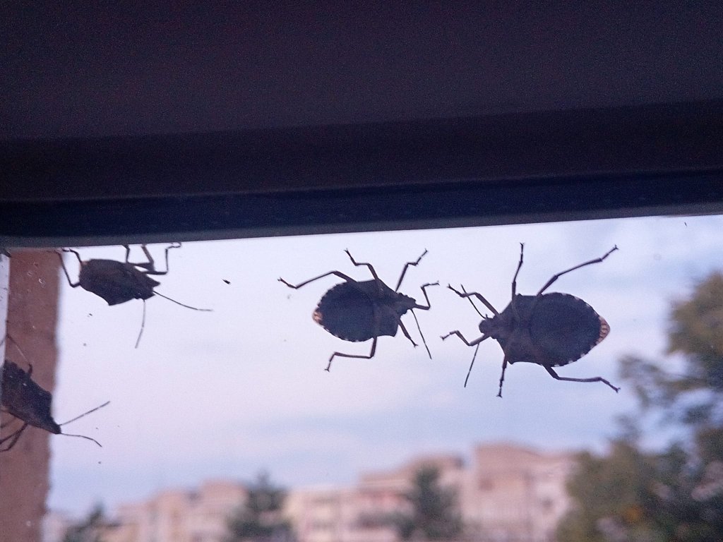 Tigrii de platan au "ajutoare". Invazie de gândaci "puturoşi" de toamnă în Cluj-Napoca