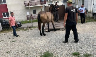 Cai nesupravegheați, ridicaţi de pe domeniul public din Florești