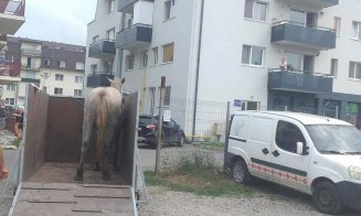 Cai nesupravegheați, ridicaţi de pe domeniul public din Florești