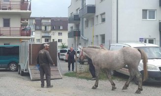 Cai nesupravegheați, ridicaţi de pe domeniul public din Florești