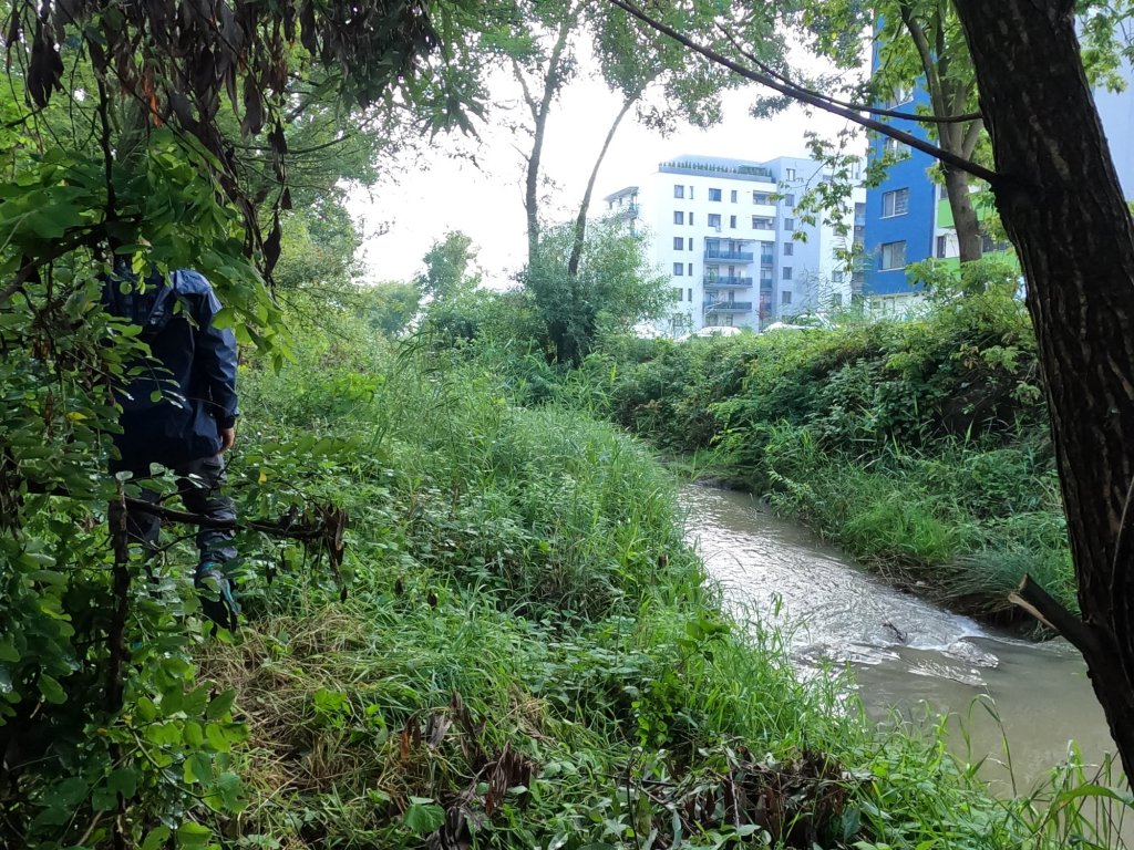 Valea Becaş, acum o junglă, rol fundamental în reţeaua de spaţii verzi din zona Parcului Est