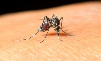 Încă un caz de infecție cu virusul West Nile