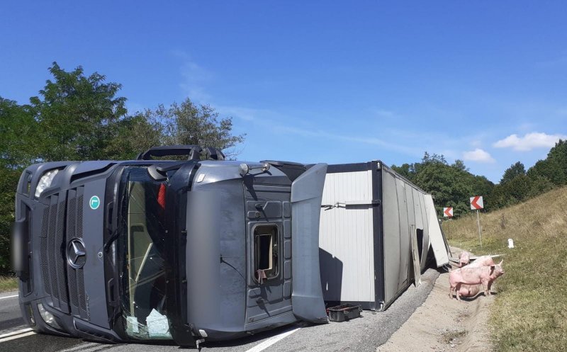 TIR plin cu porci, răsturnat pe Cluj-Oradea. Se circulă pe o singură bandă