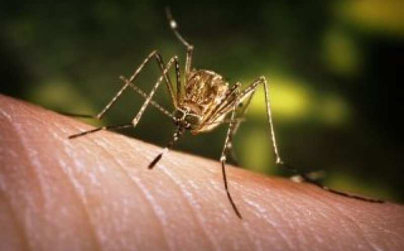 Noi cazuri de infecţie cu virusul West Nile