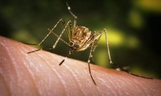 Noi cazuri de infecţie cu virusul West Nile